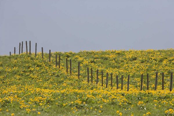 MT, Rocky Mts Balsamroot in field with fence